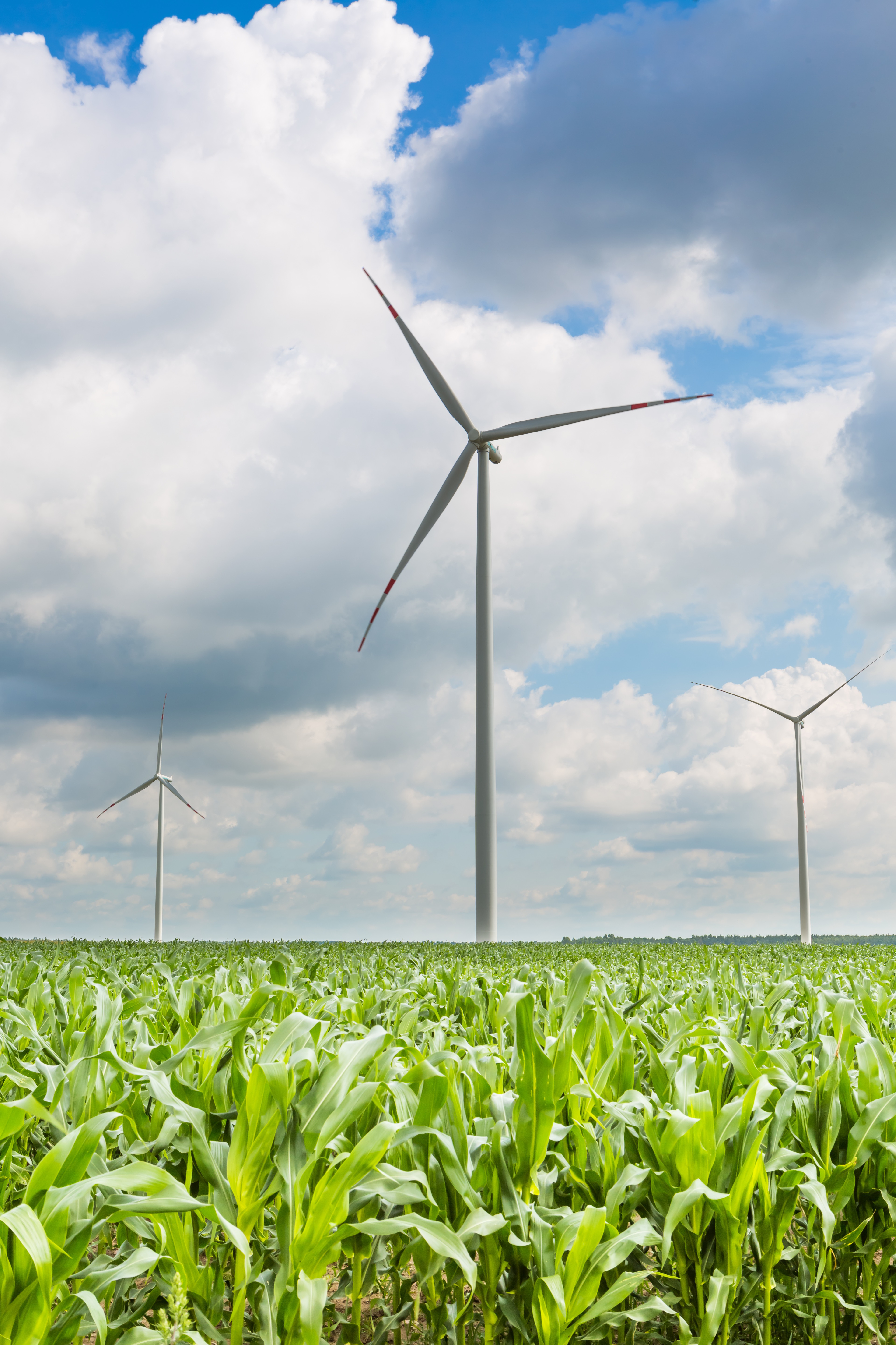 Homestead family working in garden