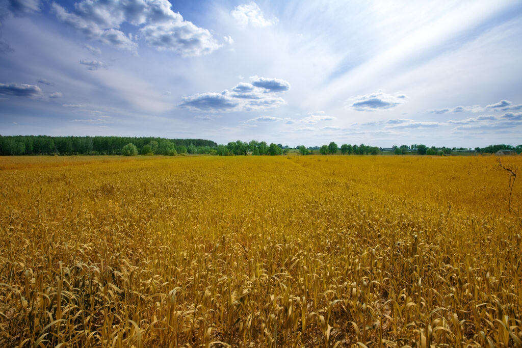 Homesteading with a Full-Time Job in 2025: 7 Proven Tips for Success
