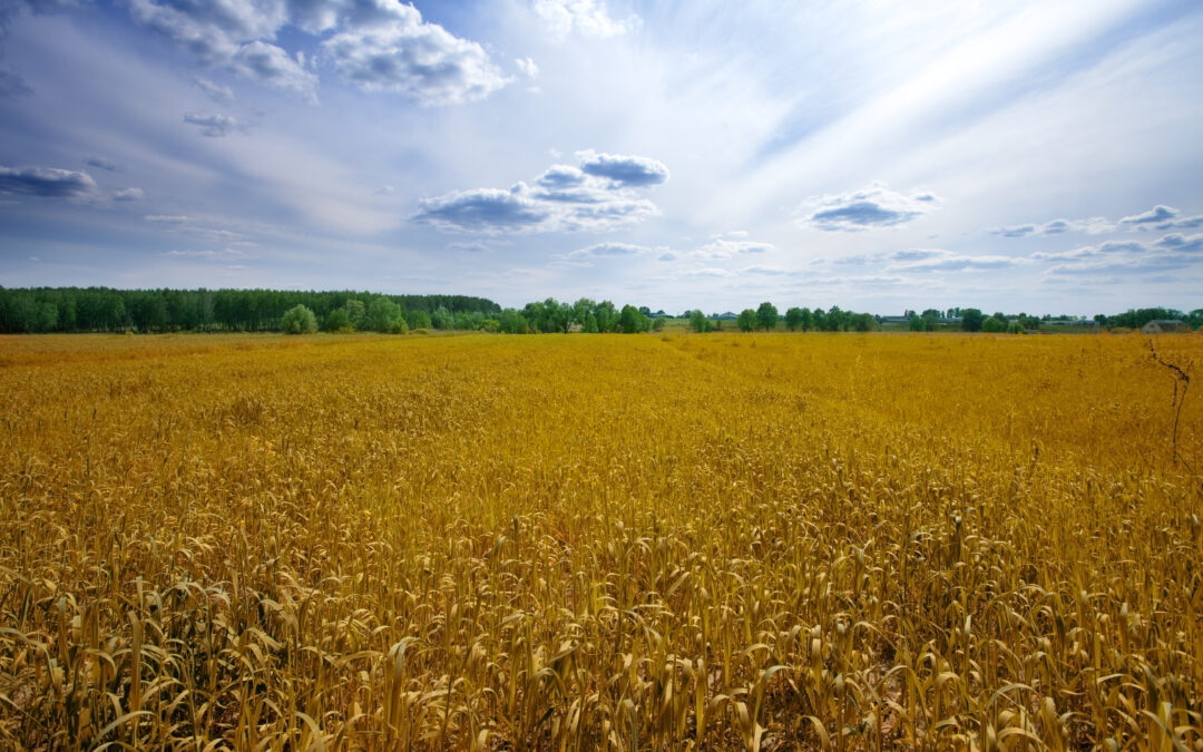 Rustic homestead kitchen table