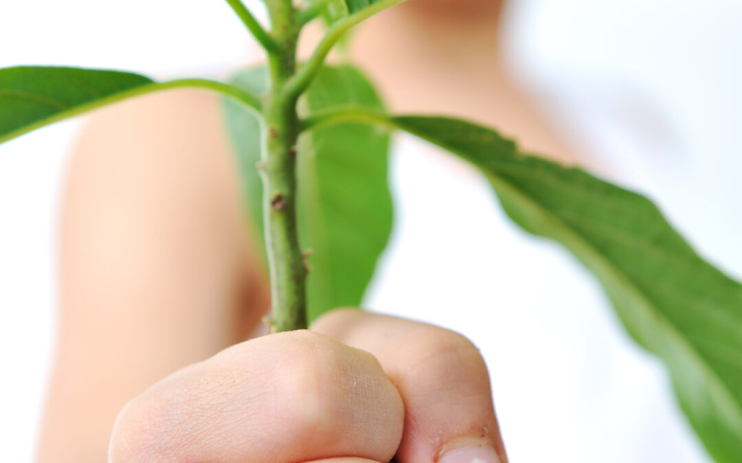 Grow Green: The Ultimate Beginner’s Guide to Organic Gardening