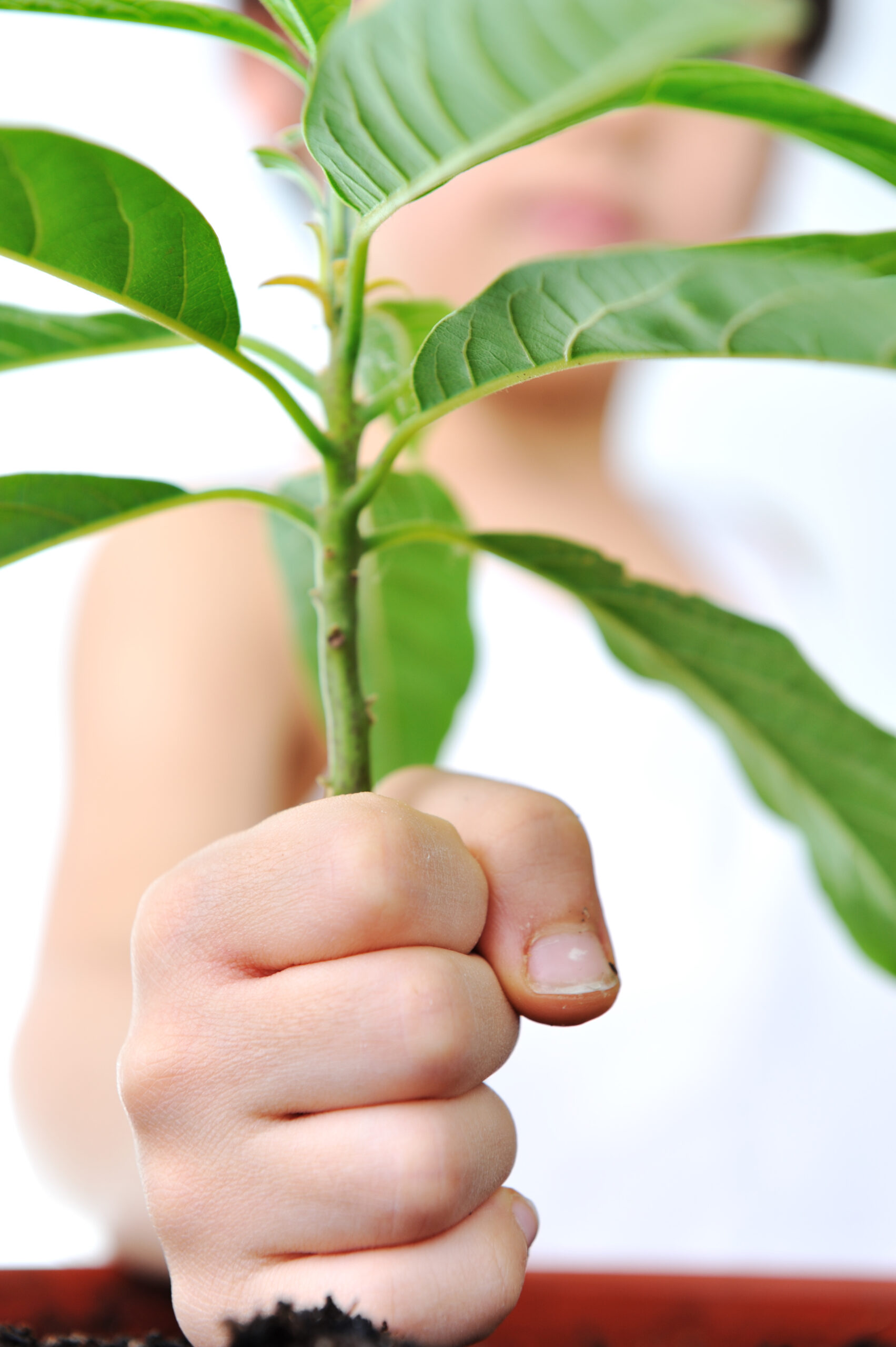 child hand with green plant isolated on white green concept rYt2 IaHi scaled