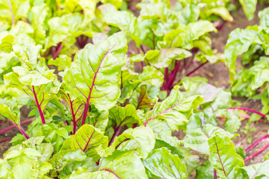 From Soil to Supper: How to Harvest Abundant, Chemical-Free Produce