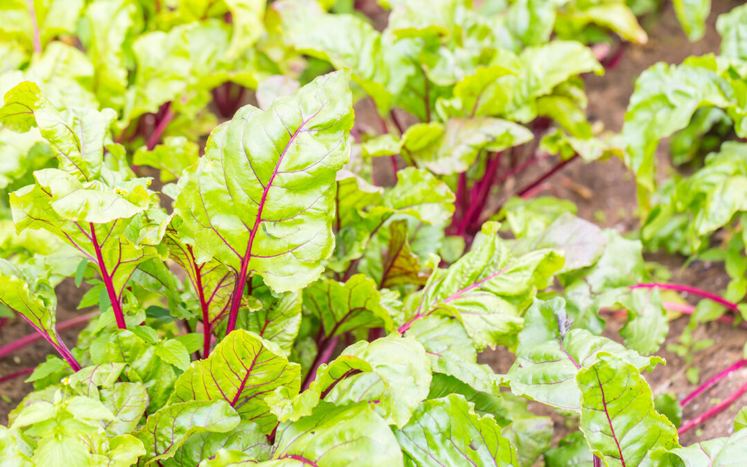 From Soil to Supper: How to Harvest Abundant, Chemical-Free Produce