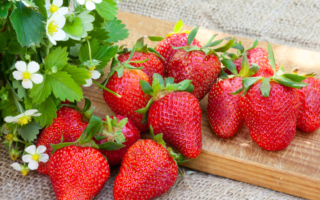 Pest-Proof Naturally: Organic Strategies for Healthy Plants