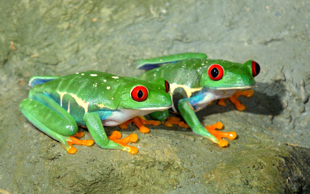 From Soil to Spoon: Transform Your Yard with Organic Techniques