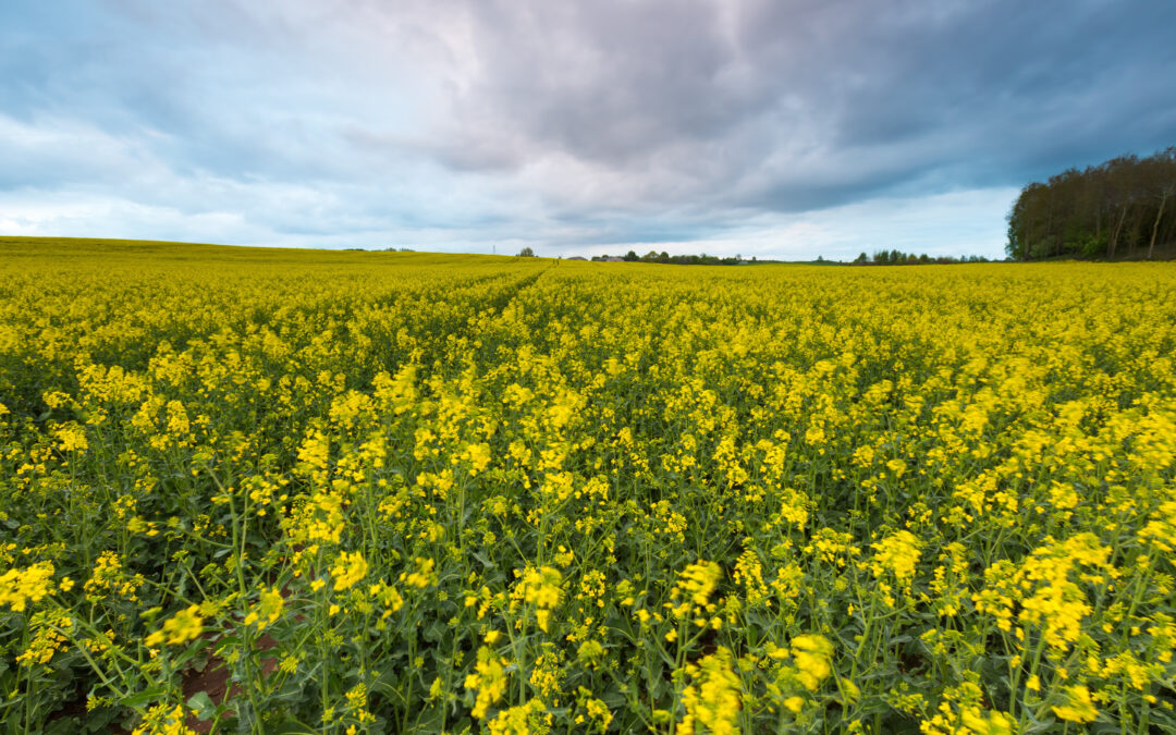 Grow Green: A Beginner’s Guide to Organic Gardening Success