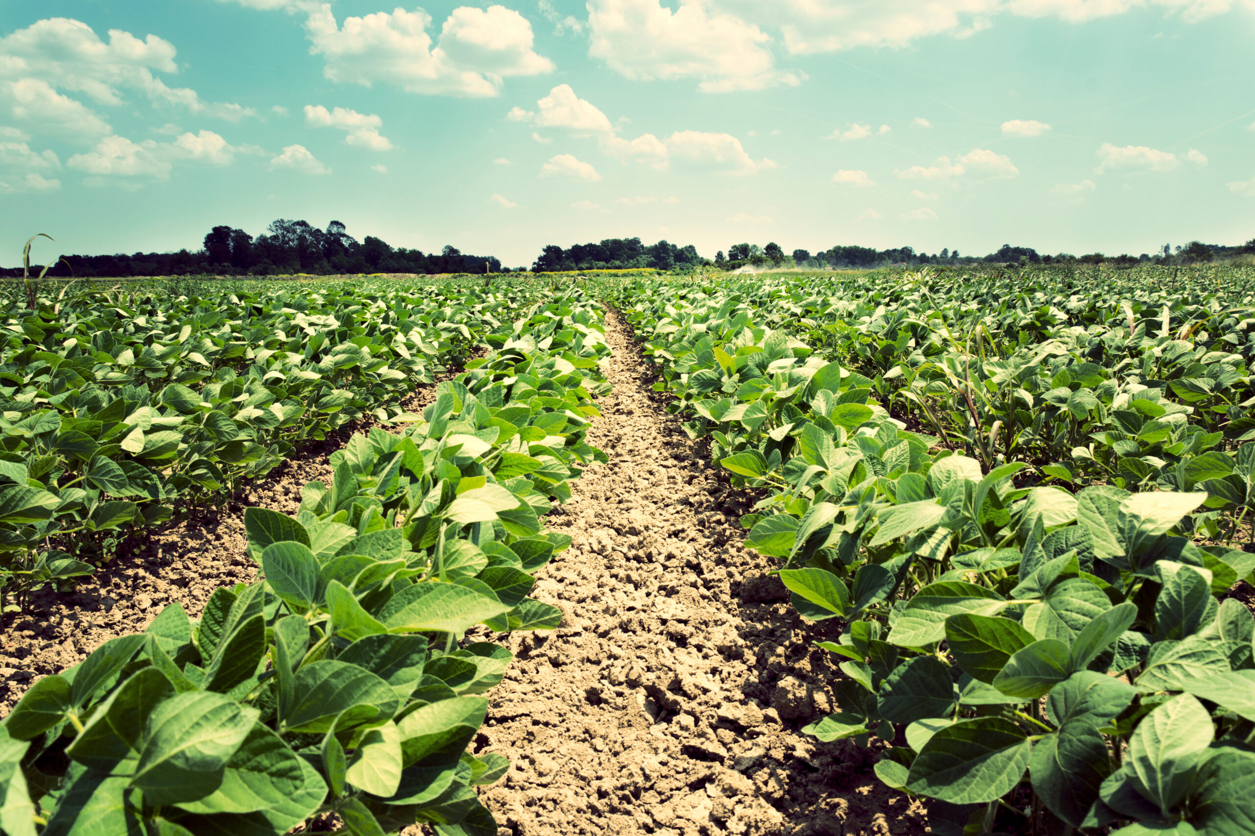 young soybean scaled