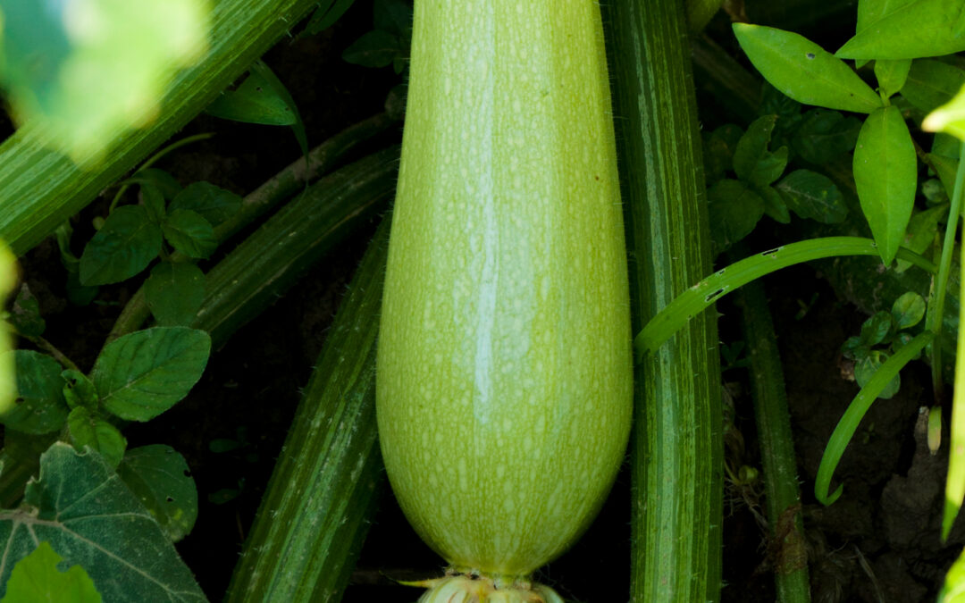 Urban Eden: How to Create a Lush Organic Garden in Small Spaces