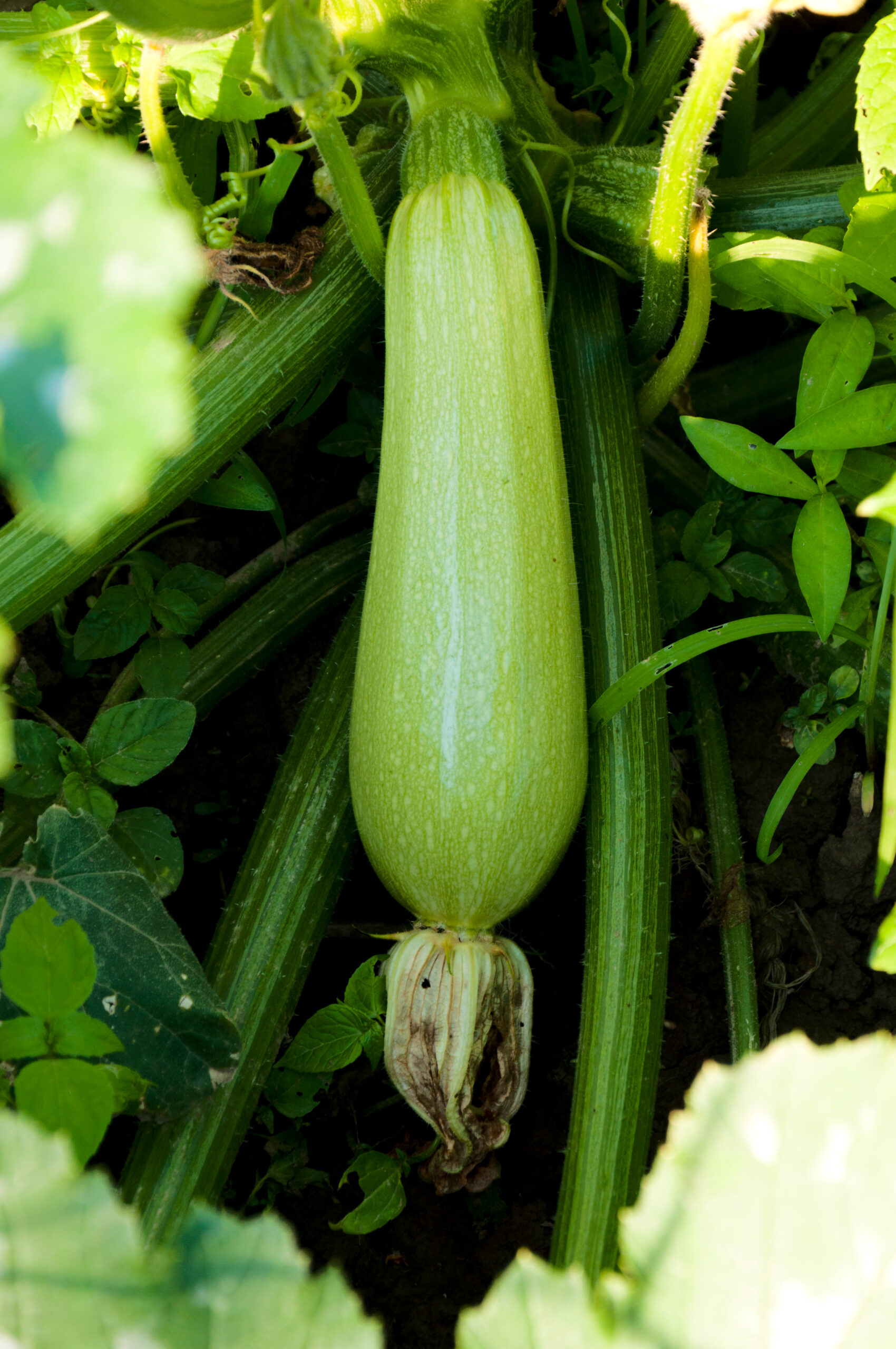 young zucchini scaled