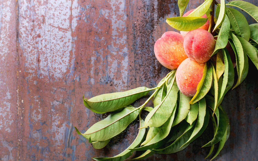 Build Living Soil: Organic Hacks for Abundant Veggies