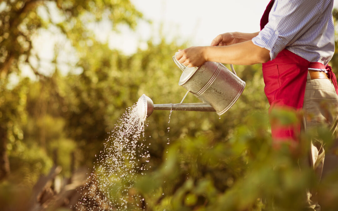 Natural Pest Control & Compost Magic: Organic Gardening Hacks That Work