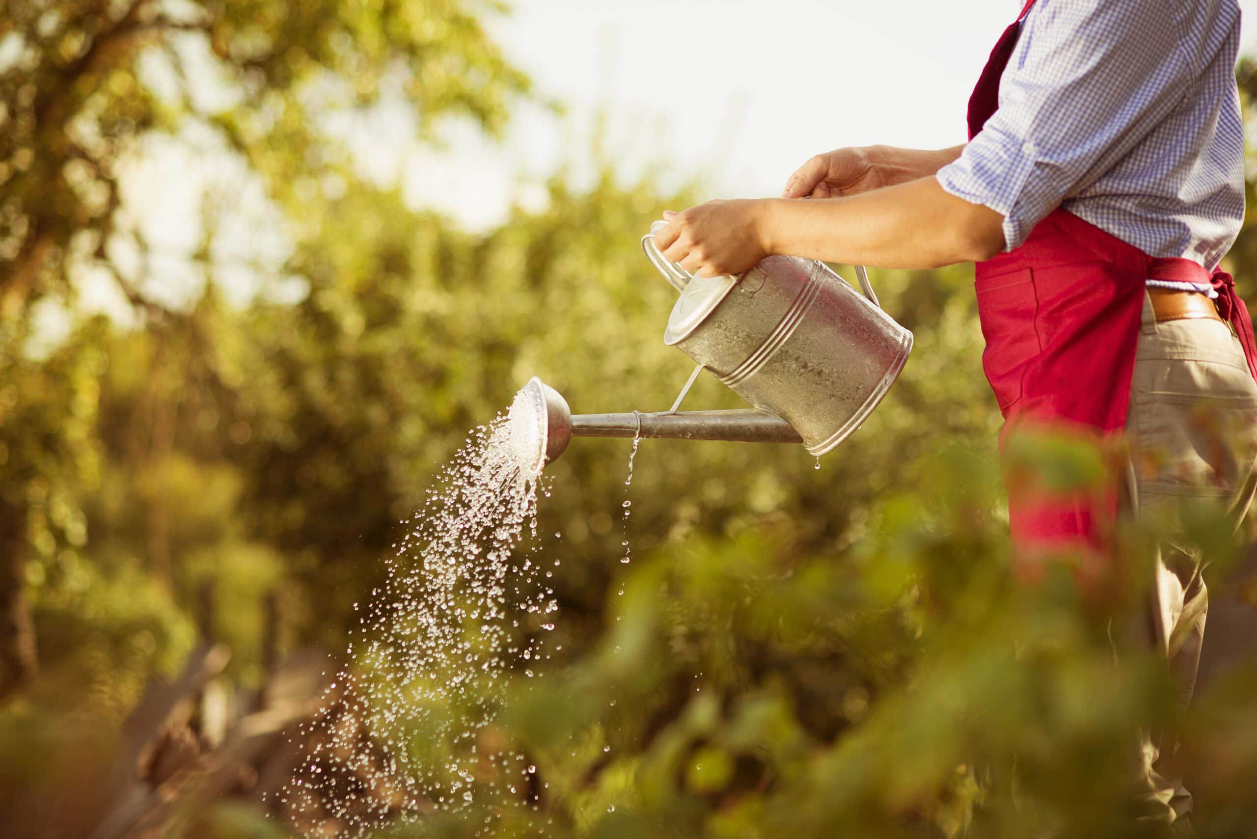 graphicstock young male gardener is watering plants in garden rCnvhgsWW scaled