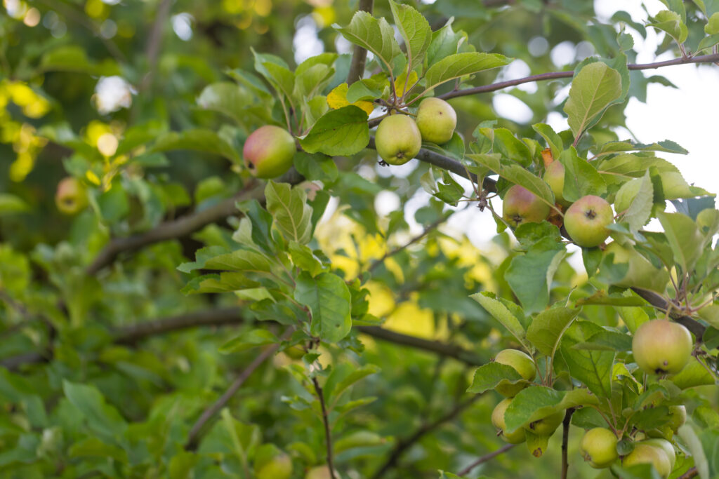 Soil First: Secrets to Thriving Organic Gardens