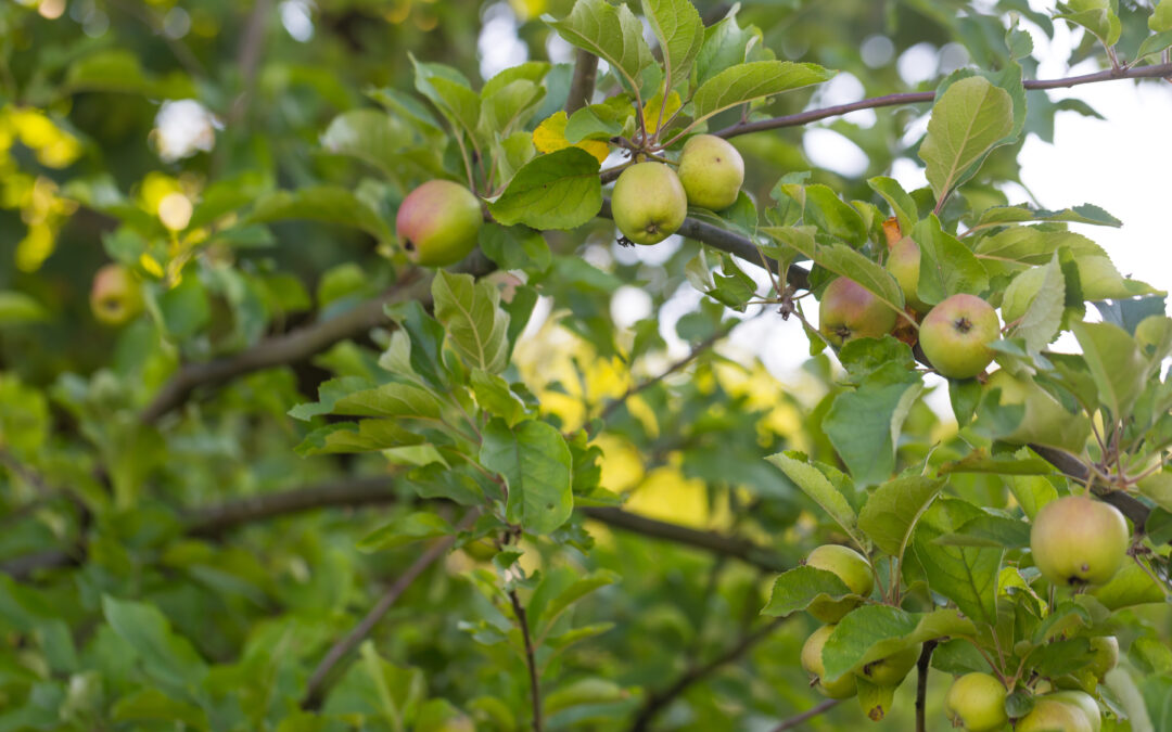 Soil First: Secrets to Thriving Organic Gardens