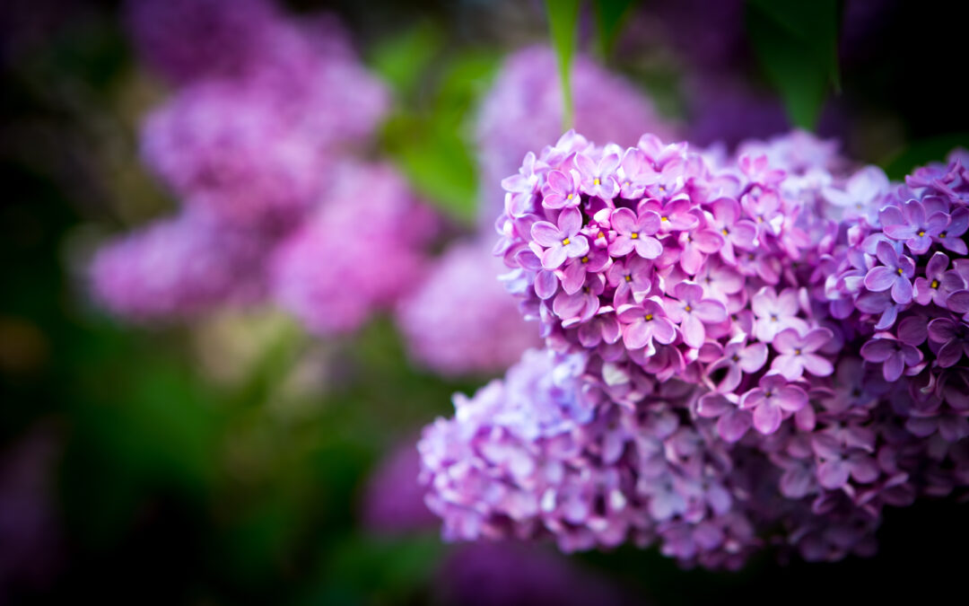 From Compost to Crop: Organic Gardening Secrets for Abundant Harvests