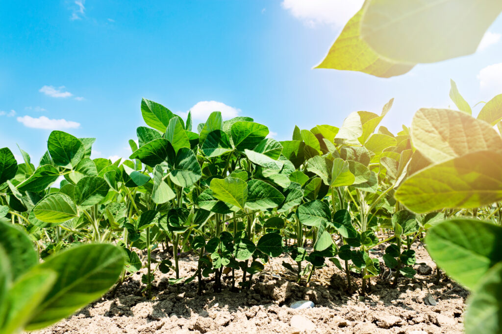 From Compost to Table: Urban Organic Gardening Tips for Small Spaces